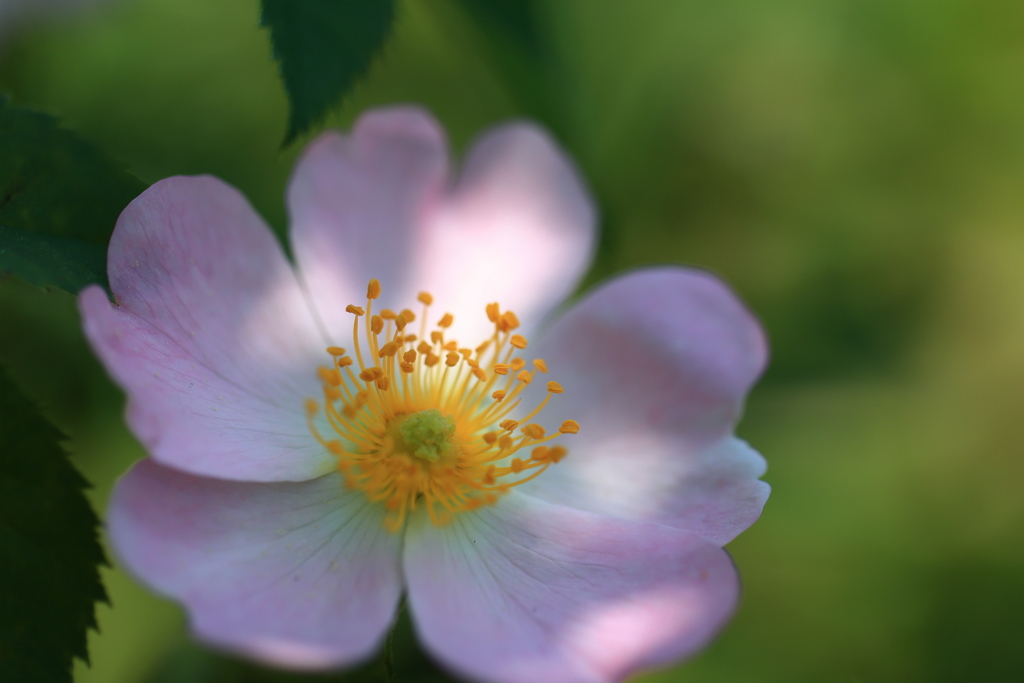 木洩れ日の薔薇