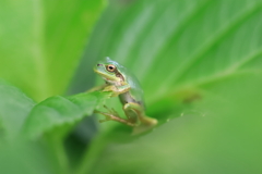 高いハードル