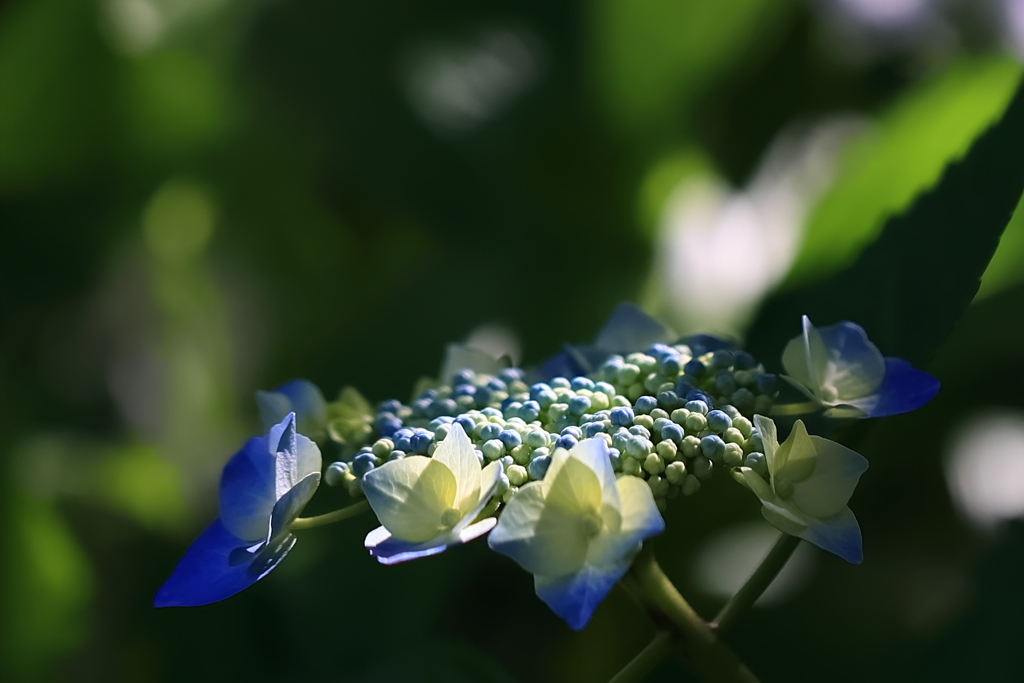 Blue＆Green