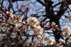 偕楽園の白梅