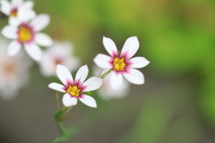 野の花①