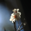 白き梅