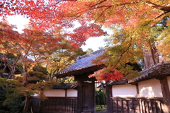 長勝寺の紅葉②