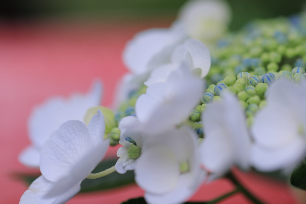 額の花  その②