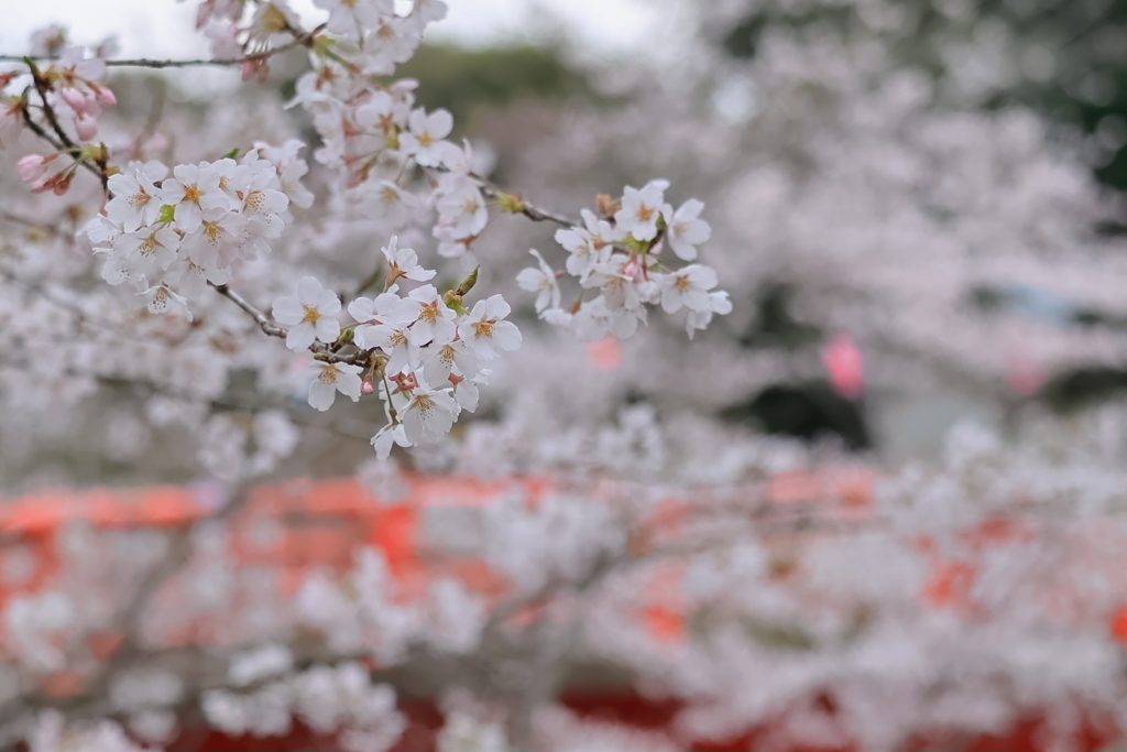 花曇り