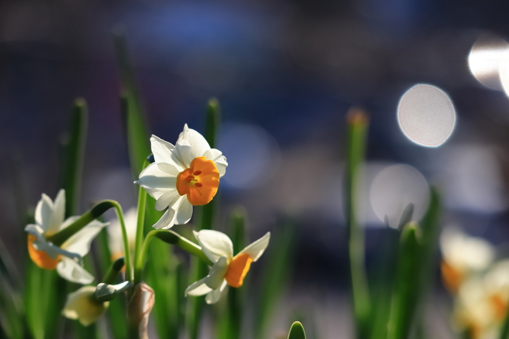 水仙花ざかり①