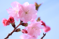門出を祝って、七重八重 門出を祝って、七重八重