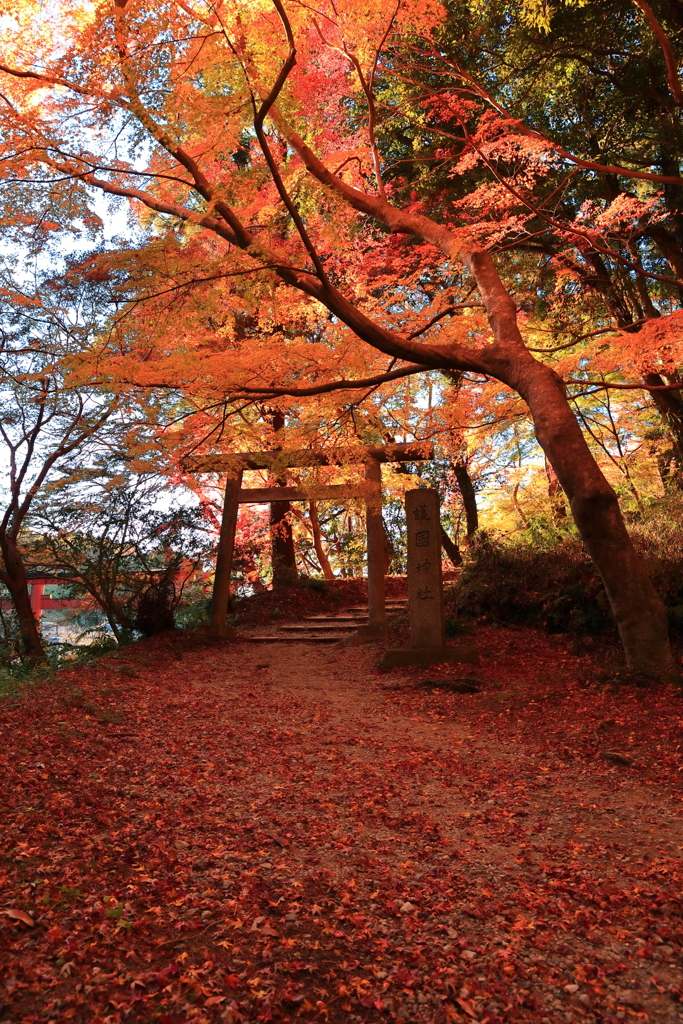 紅葉散る