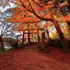 紅葉散る