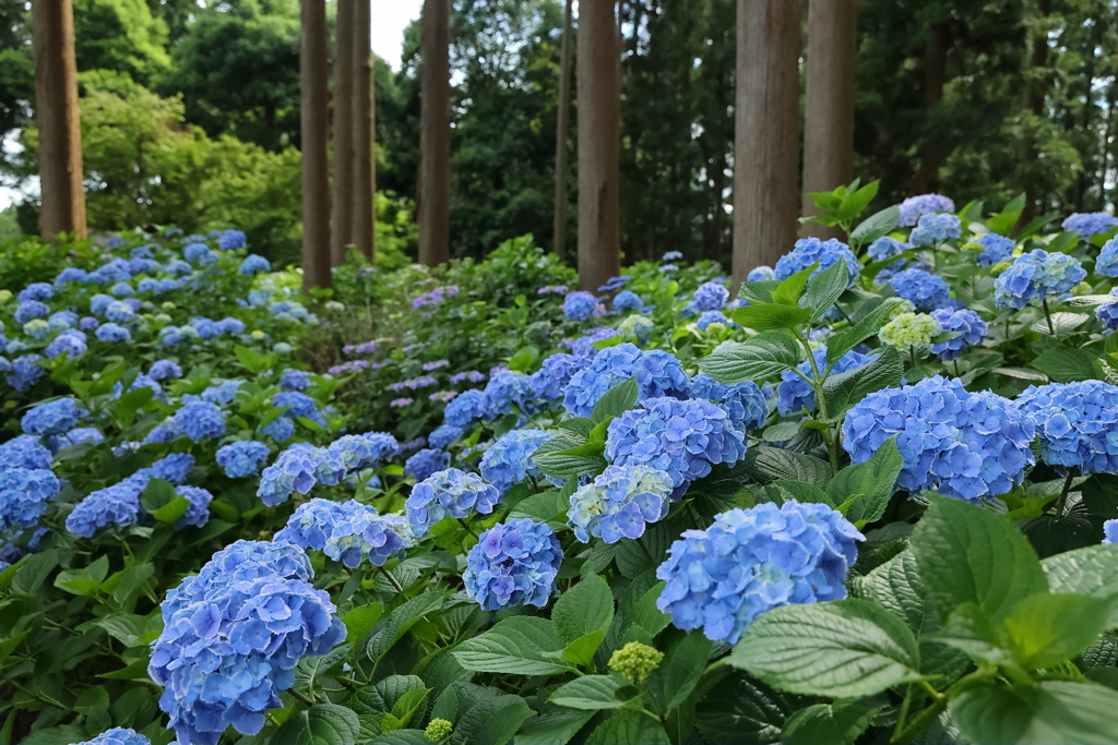 紫陽花の杜