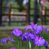 花菖蒲