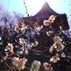 春光