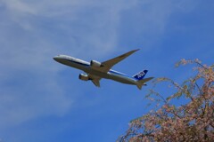 ANA 787