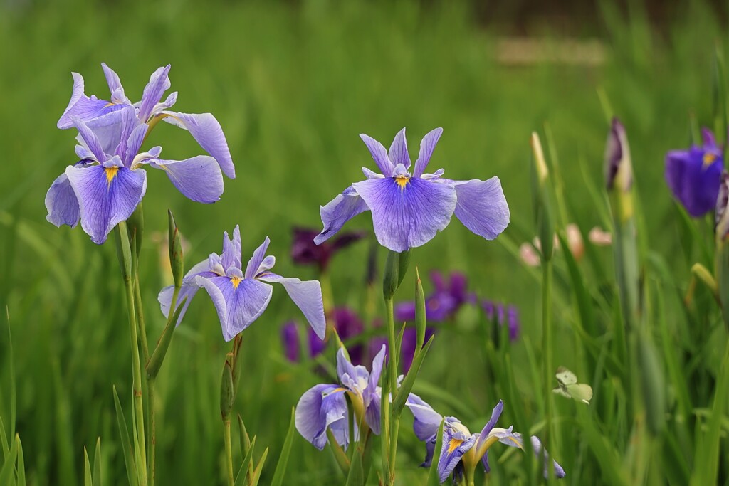 花菖蒲
