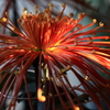 菊③