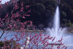 偕楽園の梅林その②