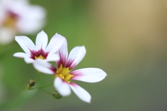 野の花②