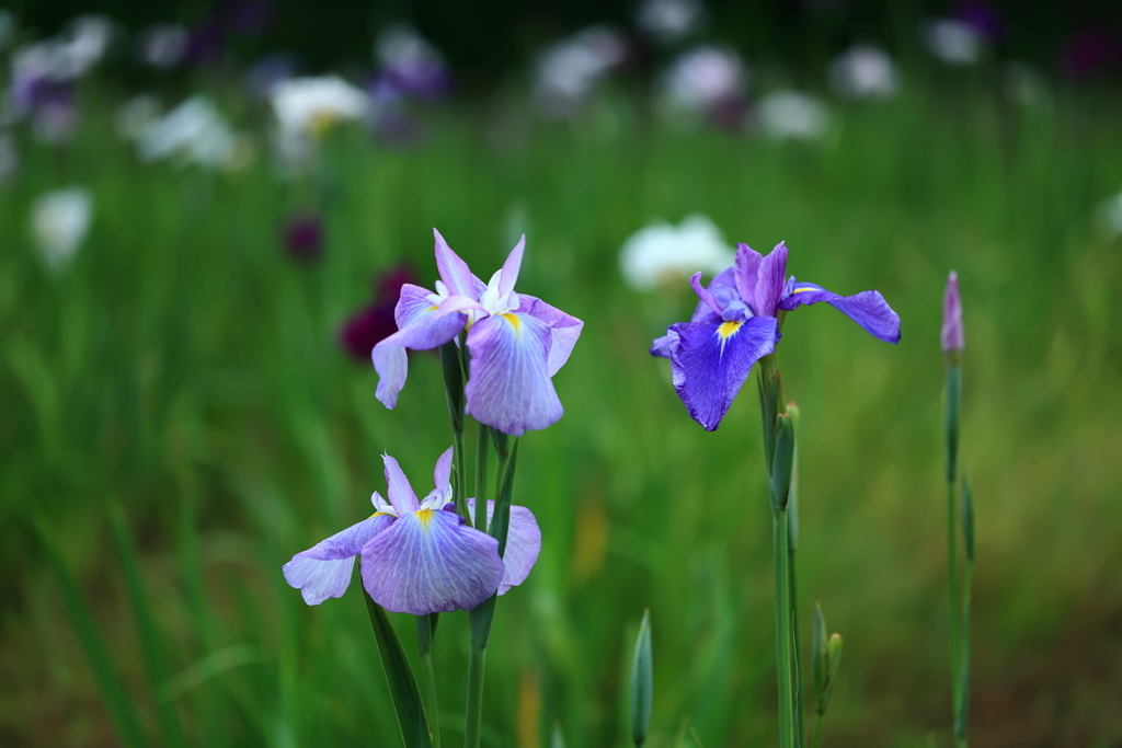 花菖蒲