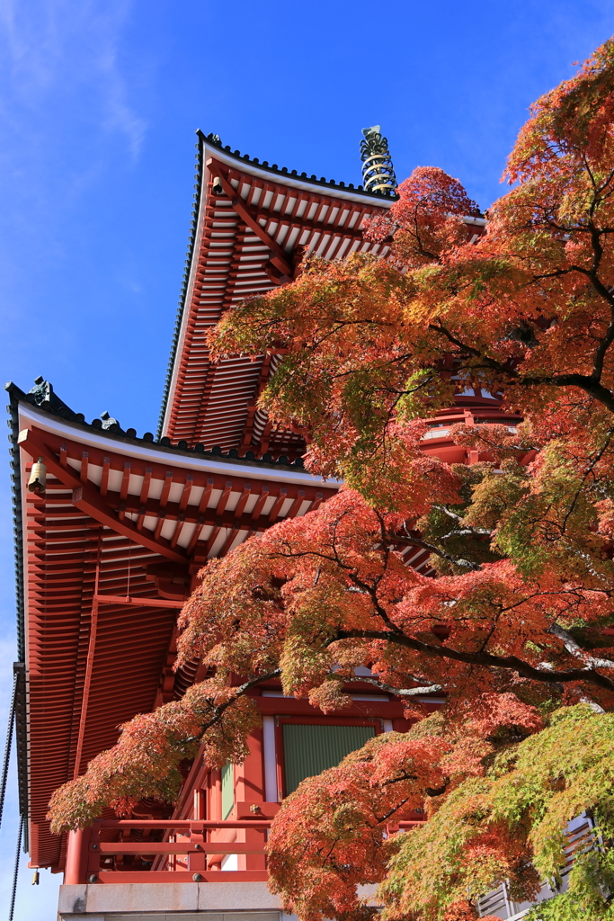 平和大塔と紅葉(成田山新勝寺)