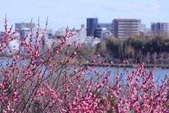 偕楽園 からの水戸市街