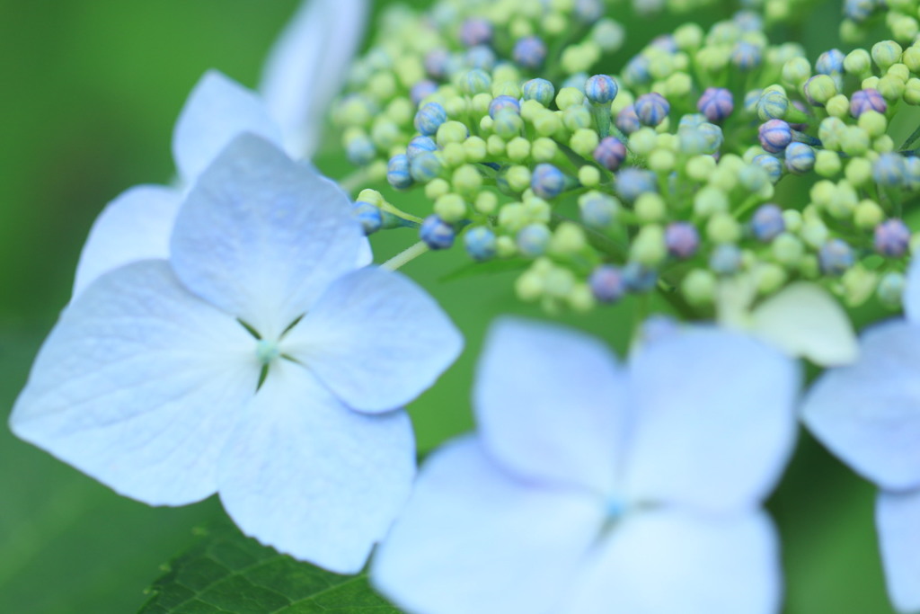 額の花