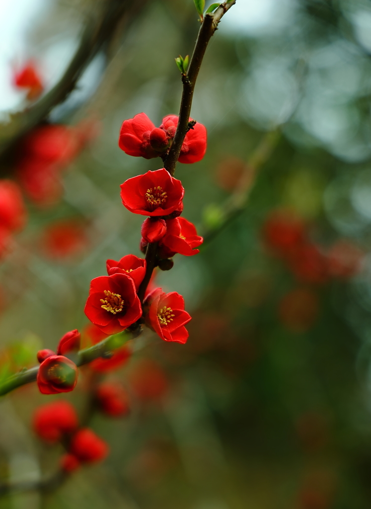 木瓜の花