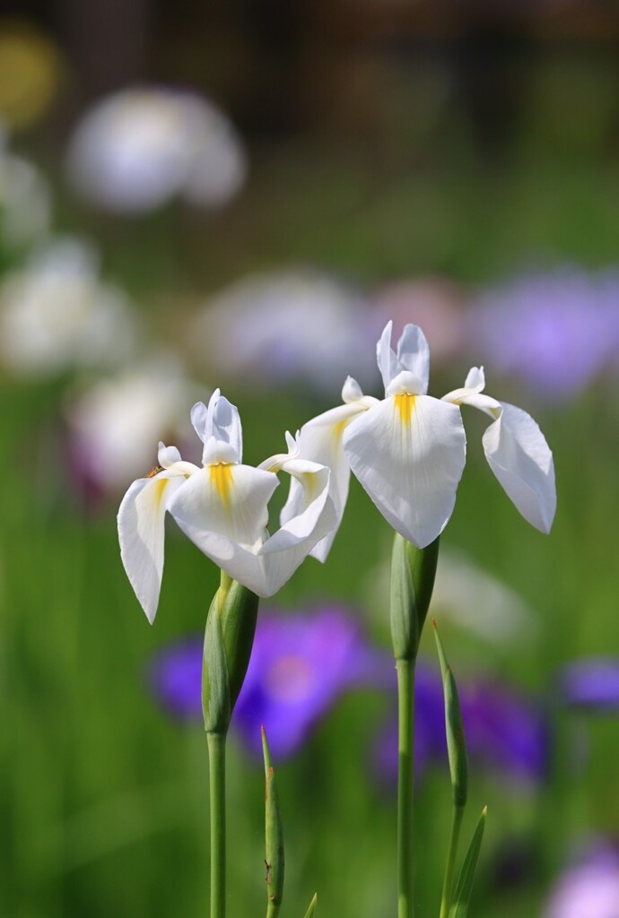 花菖蒲