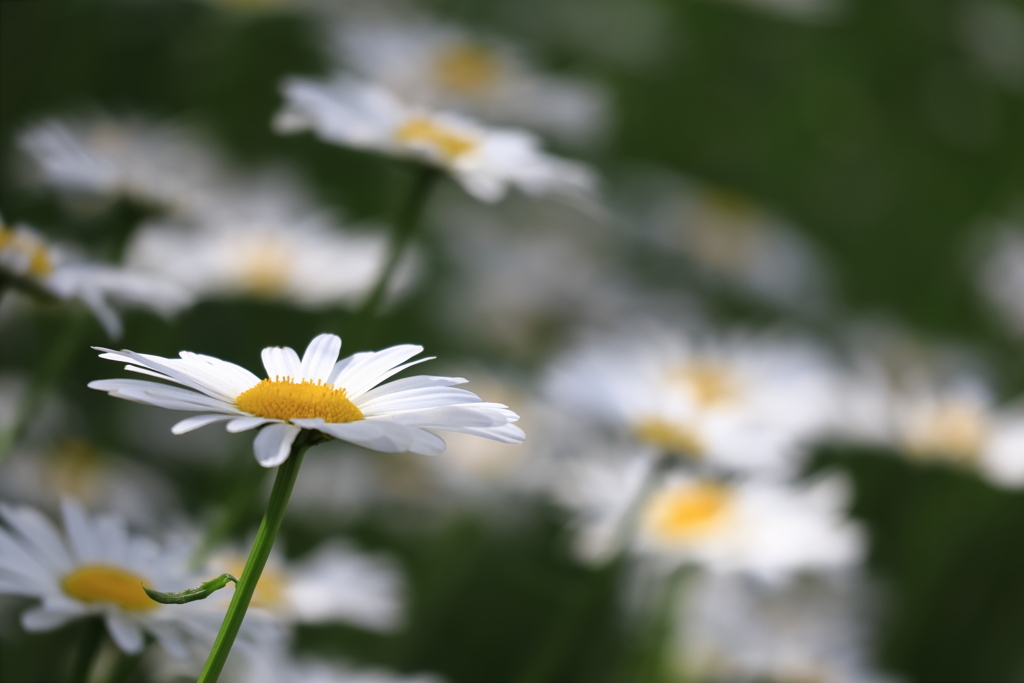 野の花③