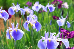 花菖蒲群