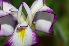 蘭のような花菖蒲