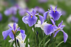 花菖蒲