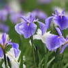 花菖蒲