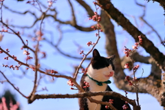 梅もなかなかいけるニャ