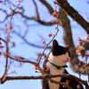 梅もなかなかいけるニャ