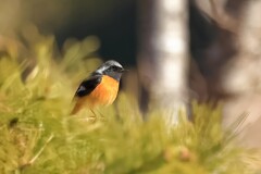 春を楽しんで