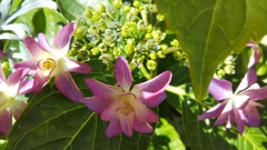 紫陽花