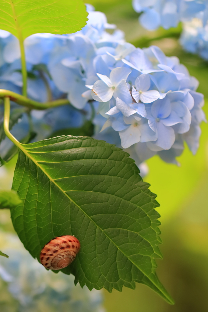 紫陽花にでんでん虫を添えて