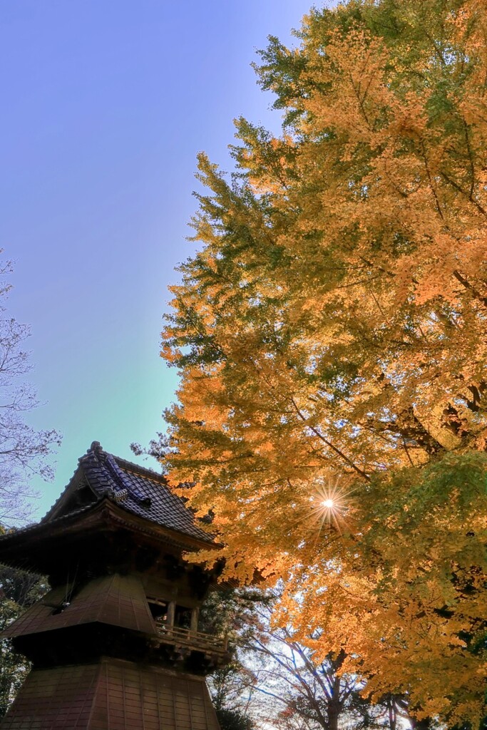 西蓮寺　大銀杏