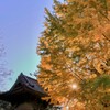 西蓮寺　大銀杏