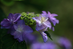 花しずく