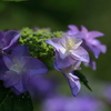 花しずく