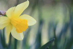 Narcissus