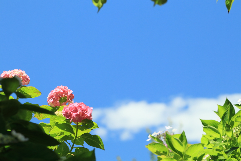 梅雨晴れの空