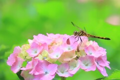 青水無月のコラボ