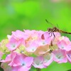 青水無月のコラボ