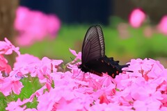 芝桜に舞い降りる