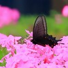 芝桜に舞い降りる