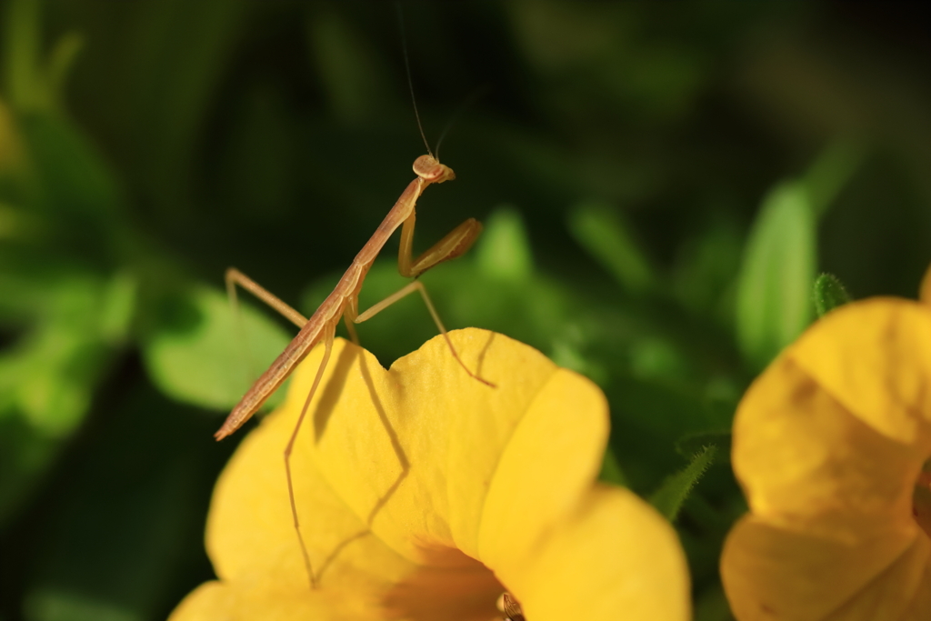 小さな探検隊（カマキリ編）