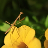 小さな探検隊（カマキリ編）