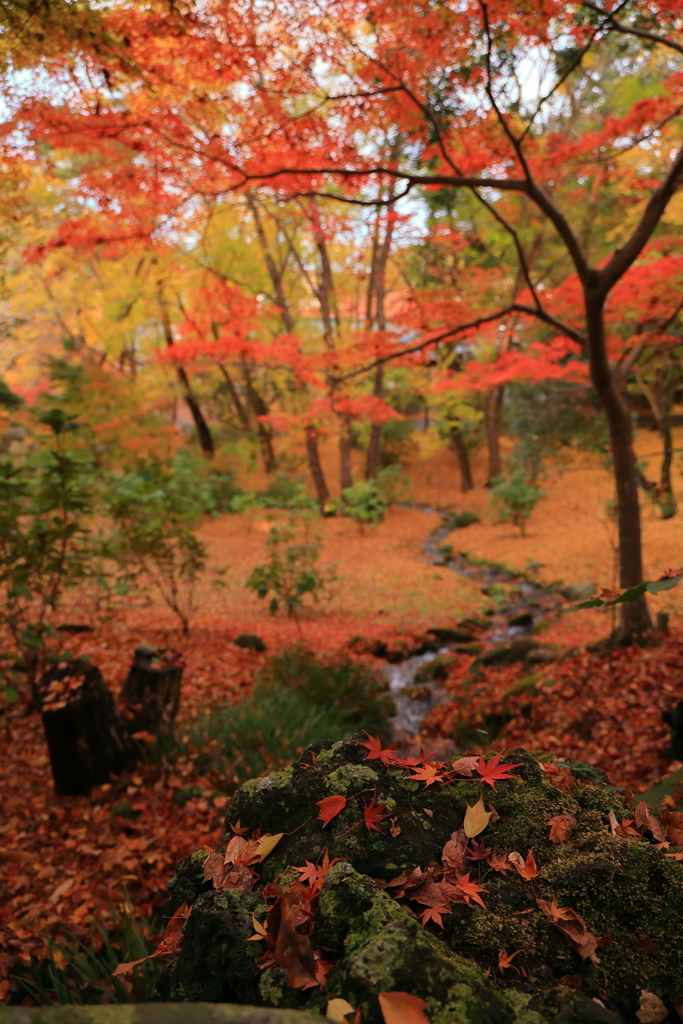 紅葉且つ散る